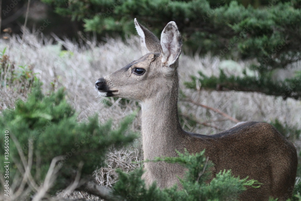 Obraz premium COLUMBIAN BLACK-TAILED DEER at Point Lobos State Reserve, Carmel, California