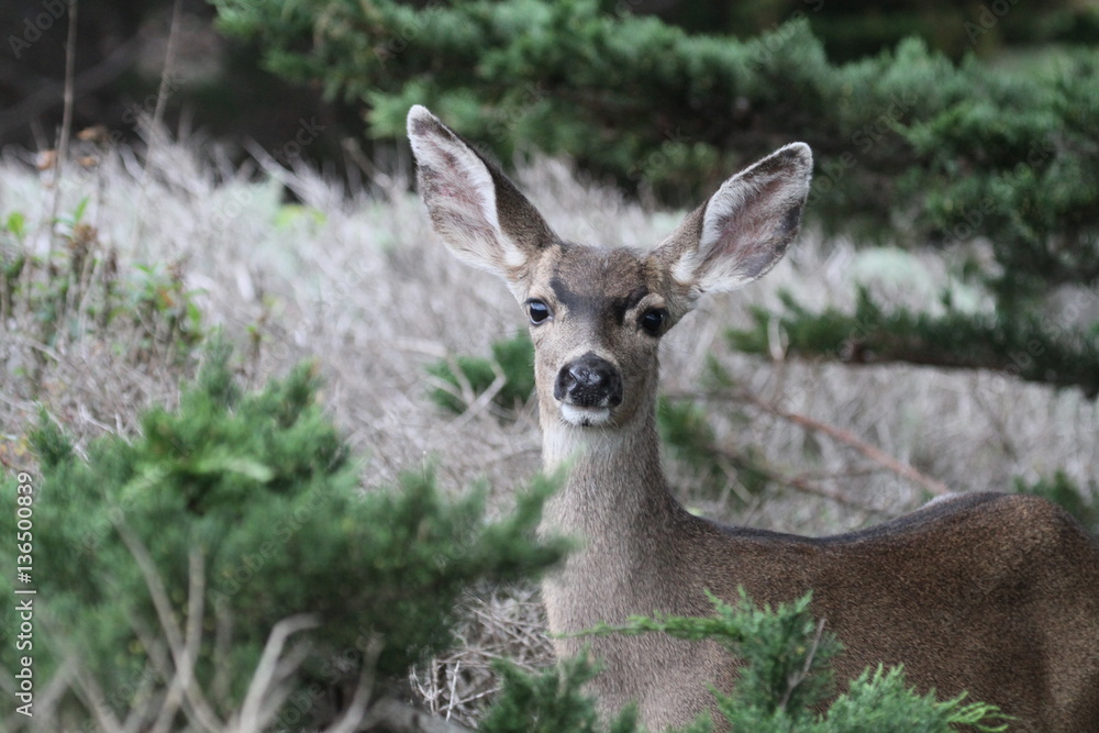 Fototapeta premium COLUMBIAN BLACK-TAILED DEER at Point Lobos State Reserve, Carmel, California