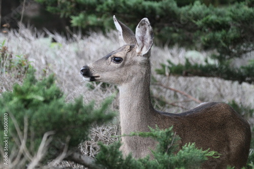 COLUMBIAN BLACK-TAILED DEER at Point Lobos State Reserve, Carmel, California © hansstuart1nm