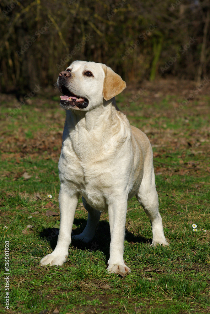 Labrador retriever dog