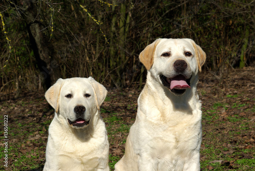Two labrador retriever dogs