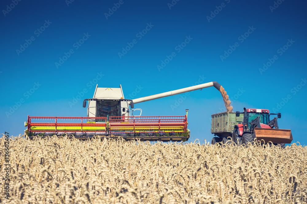 Fototapeta premium Ernte mit Mähdrescher und Traktor