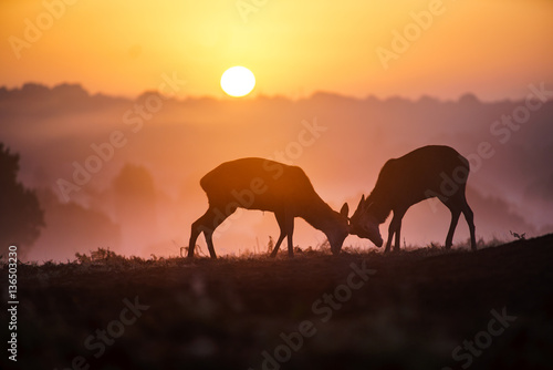 Deers in Richmond Park