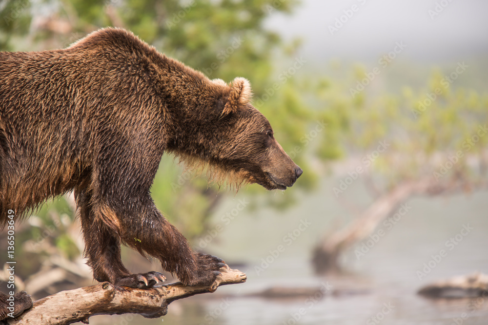 Obraz premium Bear looks for fish in water