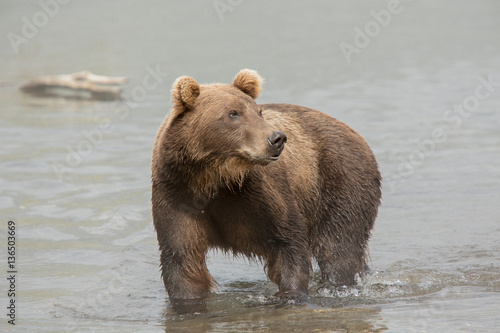 Bear looks for fish in water © Kit