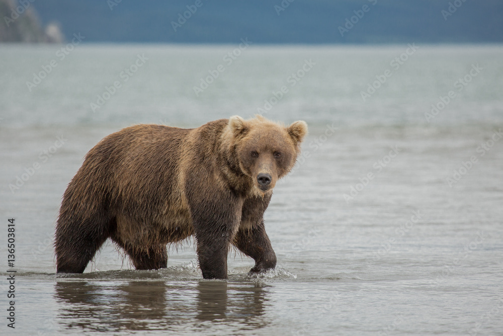 Obraz premium Bear looks for fish in water