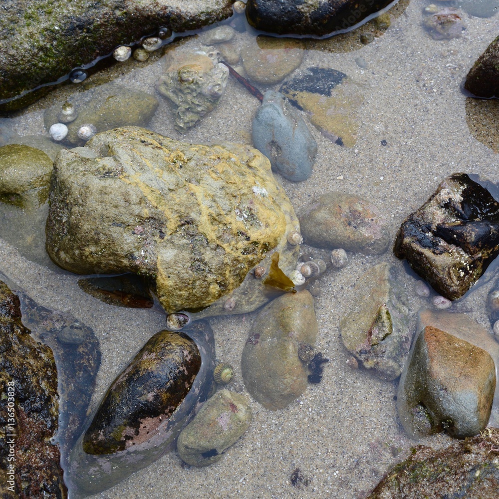 Tide Pool with Hermit Crabs Tide Pool with Hermit Crabs