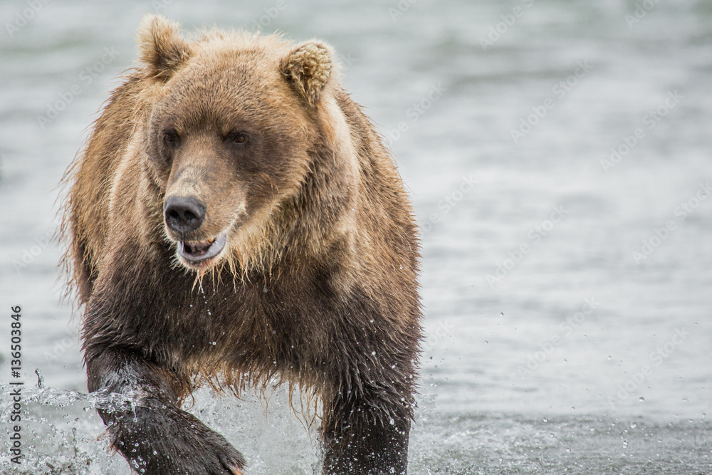 Bear looks for fish in water