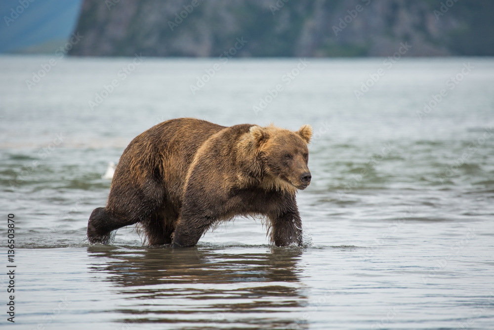 Bear looks for fish in water Bear looks for fish in water