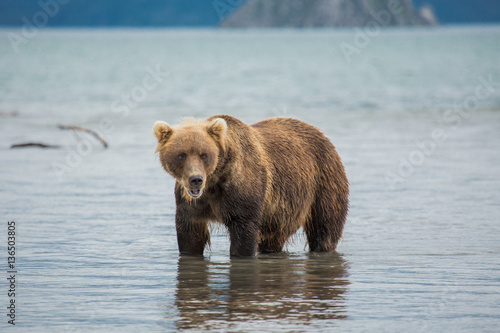 Bear looks for fish in water © Kit