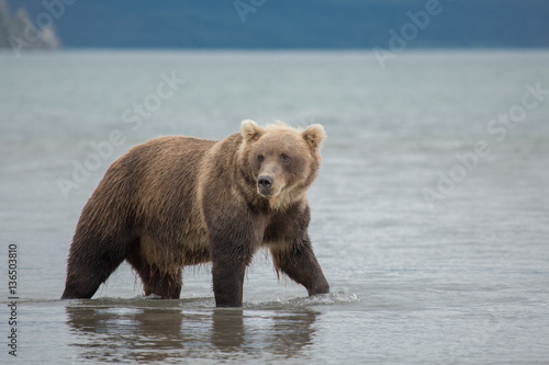 Bear looks for fish in water