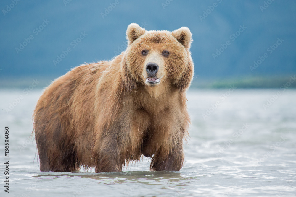 Naklejka premium Bear attacks fish salmon