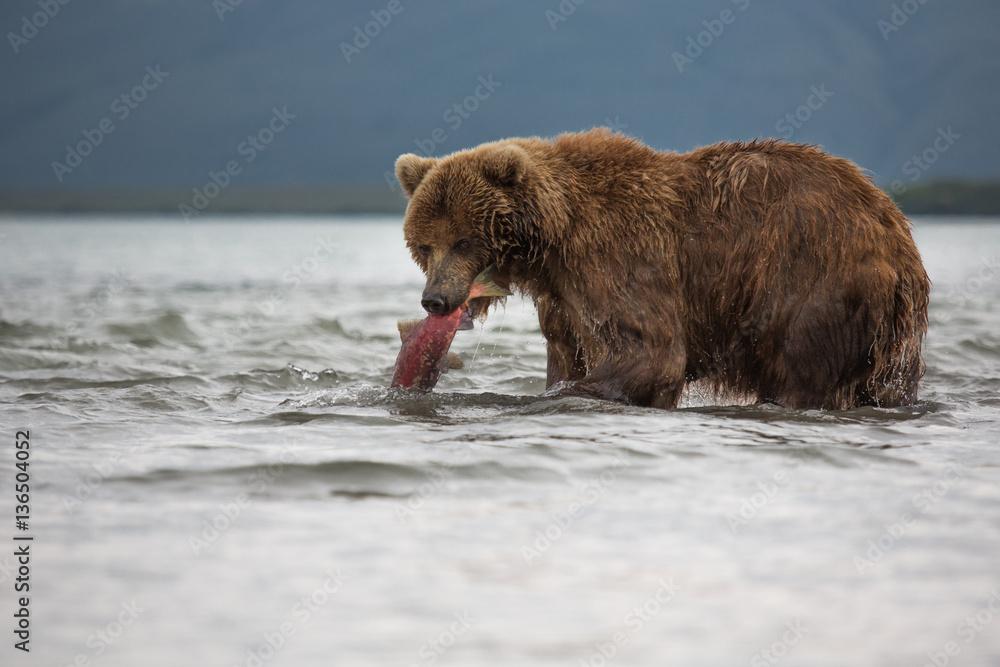 The bear was caught and eat fish salmon The bear was caught and eat fish salmon