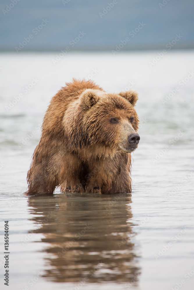 Bear looks for fish in water Bear looks for fish in water