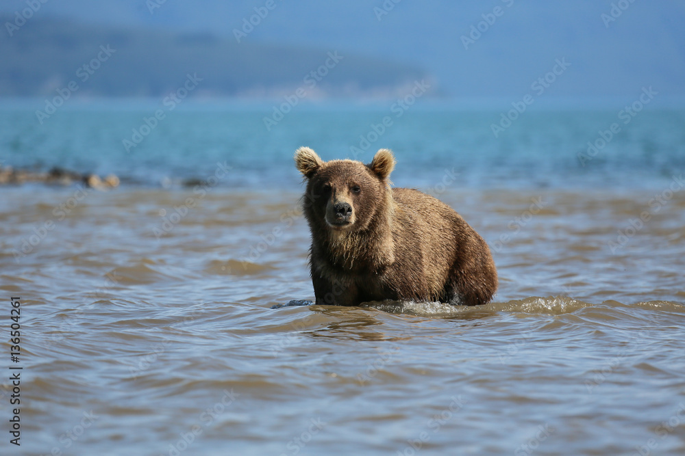Fototapeta premium Bear looks for fish in water