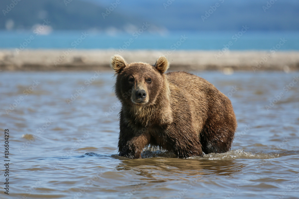 Bear looks for fish in water Bear looks for fish in water