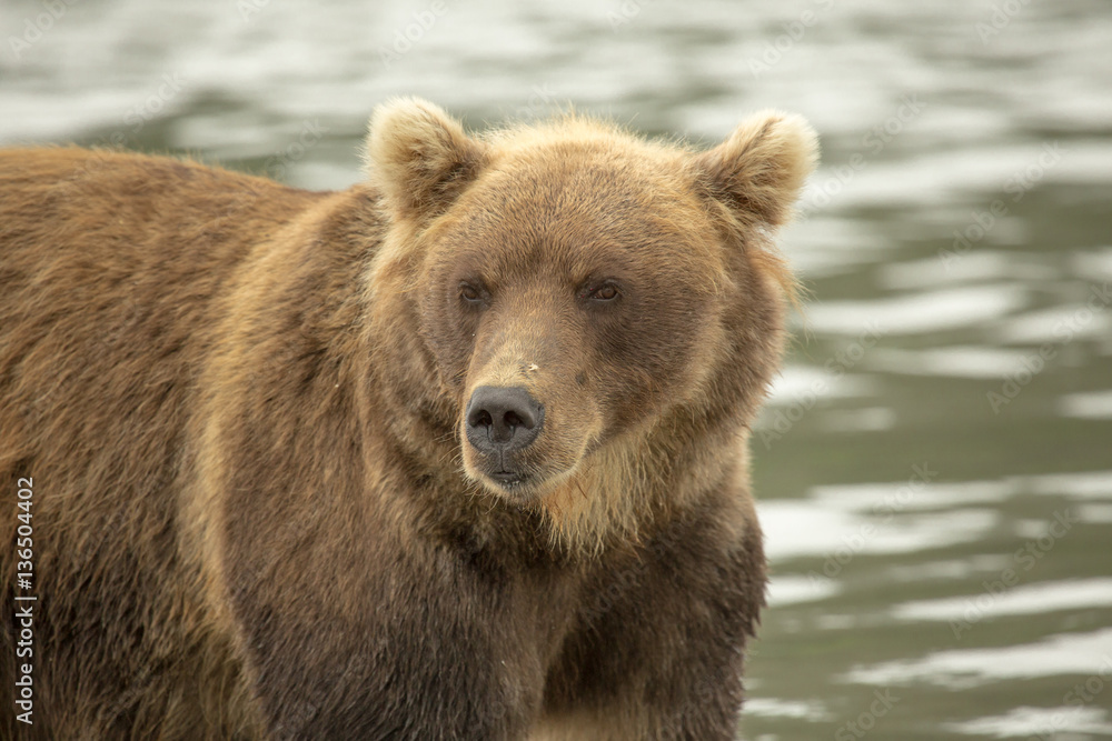 Bear hunts for fish salmon