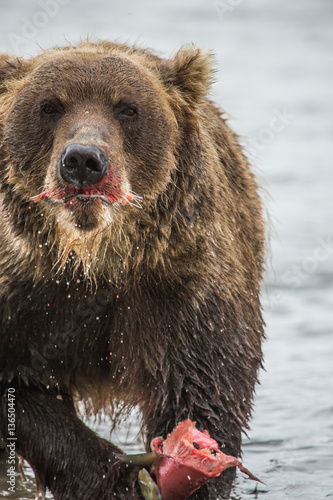 Bear eating fish salmon