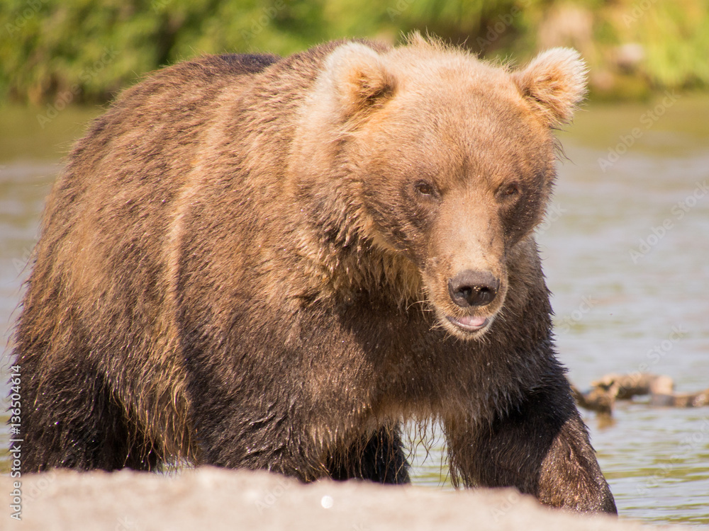 Fototapeta premium Portrait of a bear, shot from close range