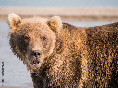 Portrait of a bear, shot from close range