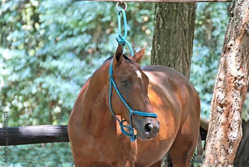 Beautiful stallion under a tree
