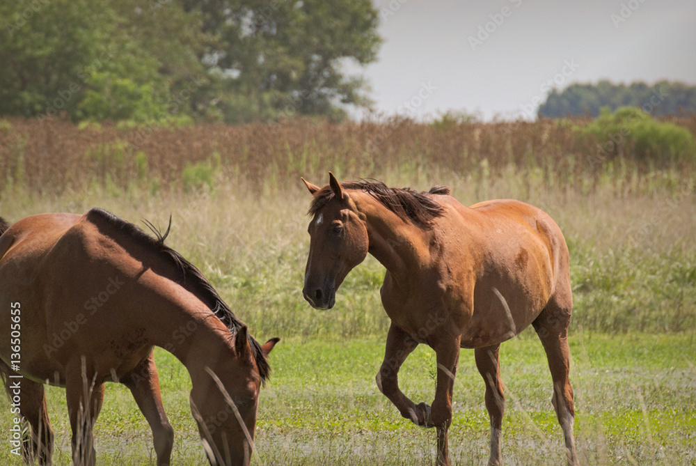 Fototapeta premium Young horses free on a field in Argentina