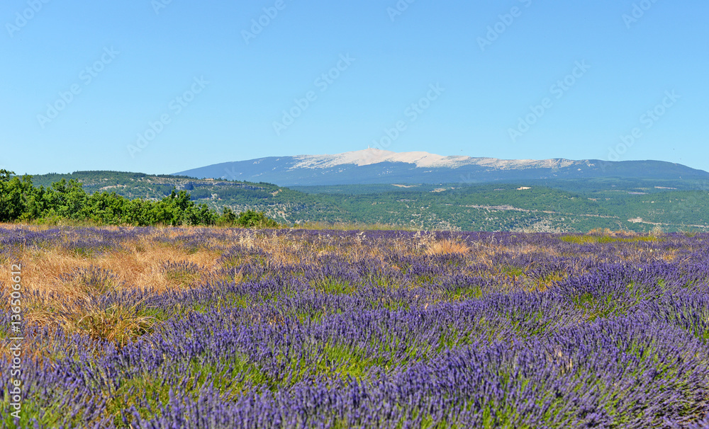 Obraz premium Lavender (Lavandula) field in summer in the Provence with Mont Ventoux, south of France, Europe, selective focus