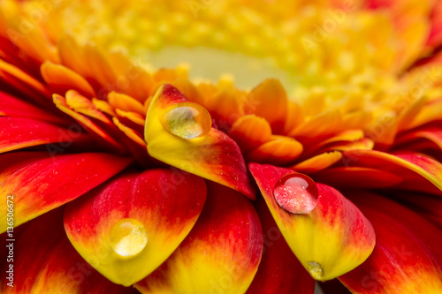 Canvas Print Macro of water drops on a red and yellow gerber