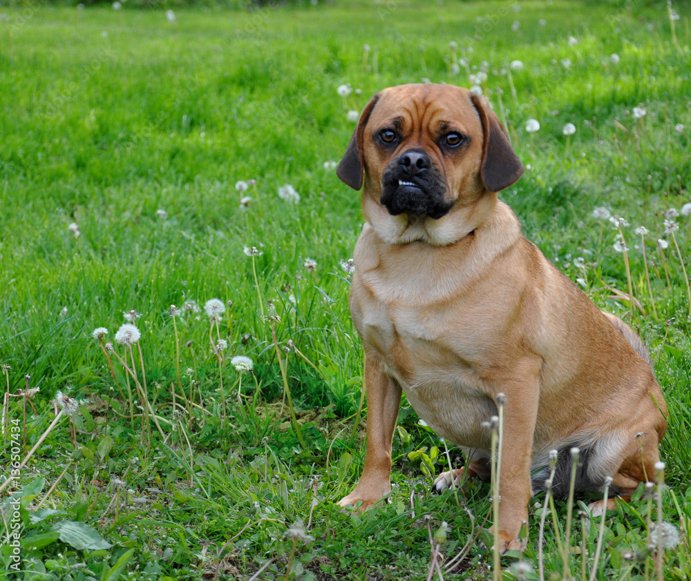 Moby the Puggle #1