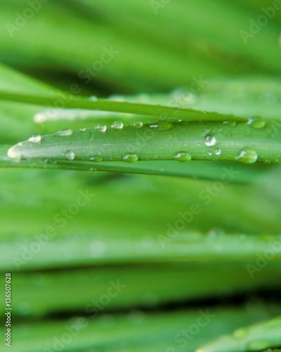 Green leaves with waterdrops