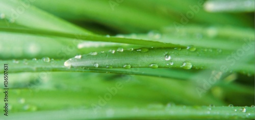 Green leaves with waterdrops