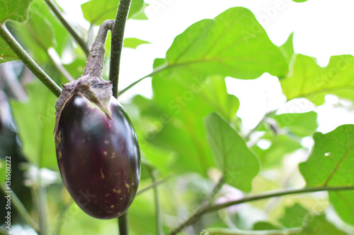 Close up of eggplant on plant
