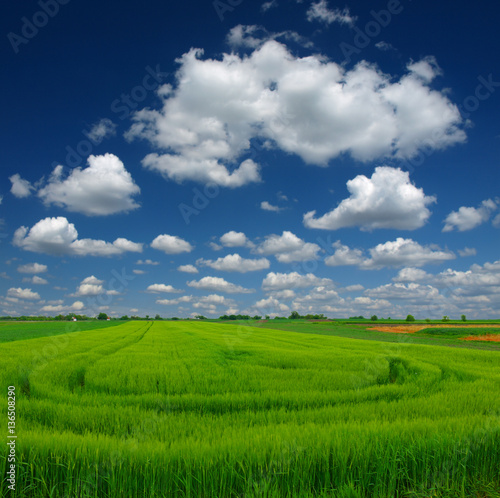 green wheat field and clouds