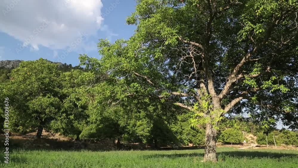 beautifu panoramic Natural Nut trees -Dan beautifu panoramic Natural Nut trees -Dan