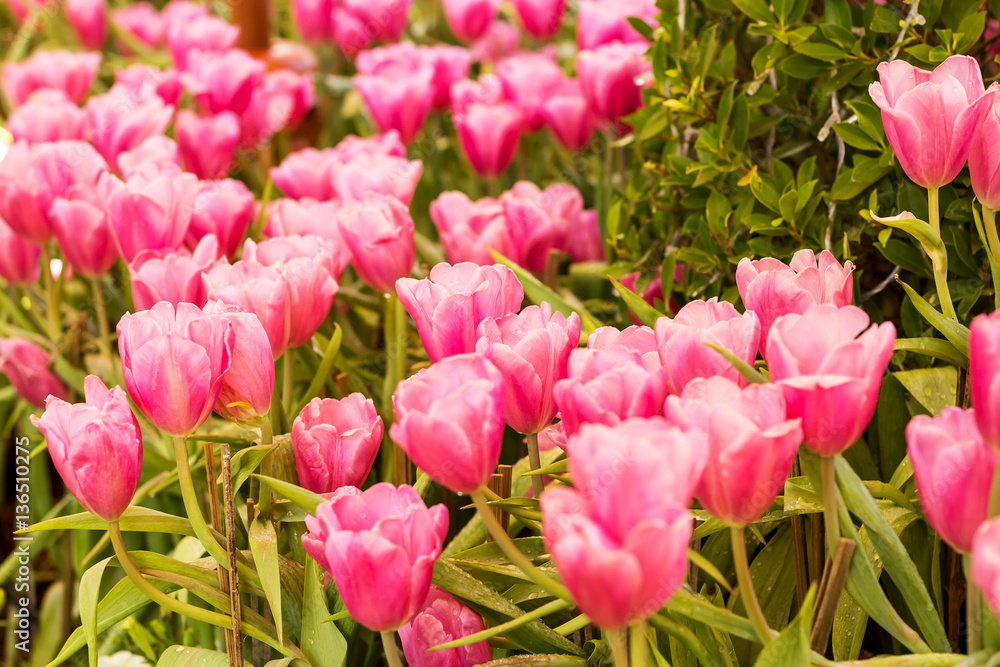 Tulip. Beautiful colorful tulips