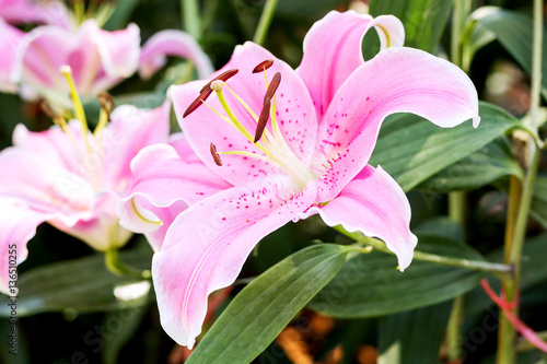 Fototapeta Naklejka Na Ścianę i Meble -  pink lilly