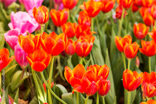 Tulip. Beautiful colorful tulips © suwatwongkham