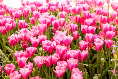 Fototapeta Naklejka Na Ścianę i Meble -  Tulip. Beautiful colorful tulips