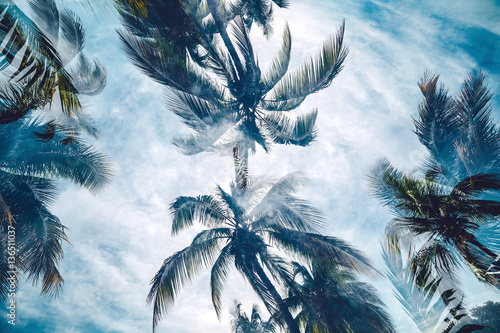 palm trees of the Caribbean