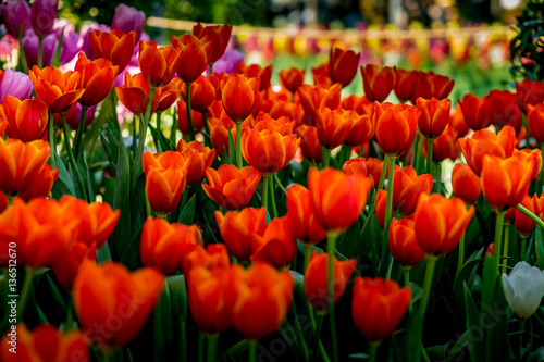 Beautiful Red tulip © santagig