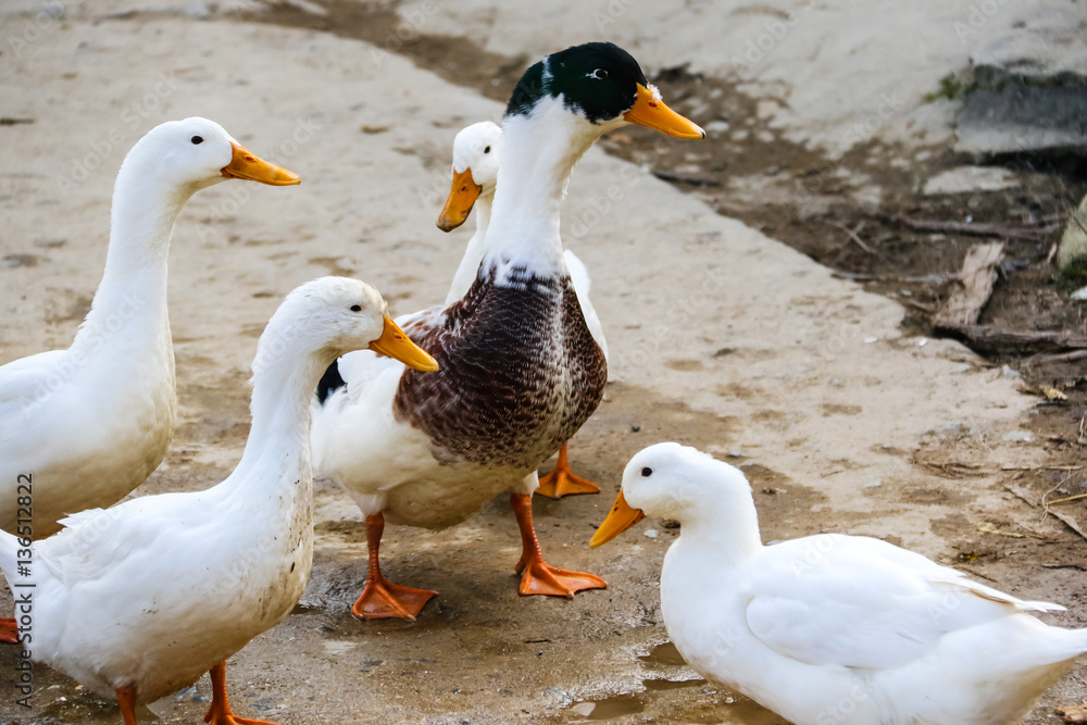 Fototapeta premium Cute white ducklings looking for food in the garden