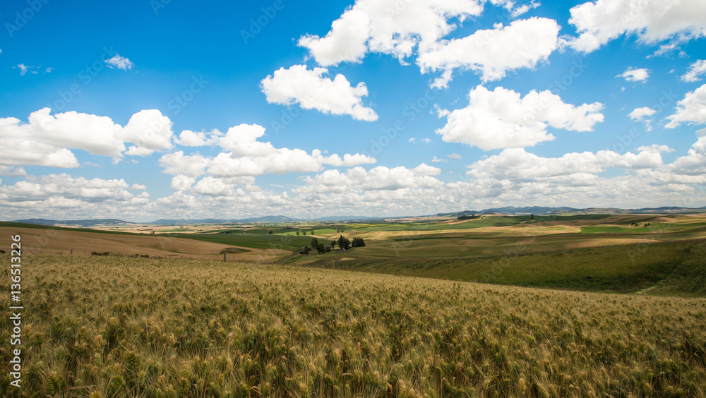 Palouse wheat field in Washington, D.C., USA, cloud Timelapse landscape hyperlapse, nature, field, wheat, landscape, agriculture, rural, plant, farm, summer, crop, sky, scene, sun, land, blue, cloud