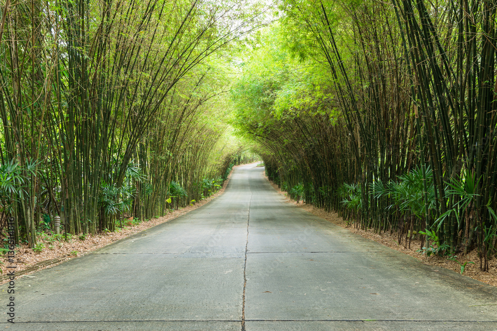 Fototapeta premium road through tunnel of bamboo