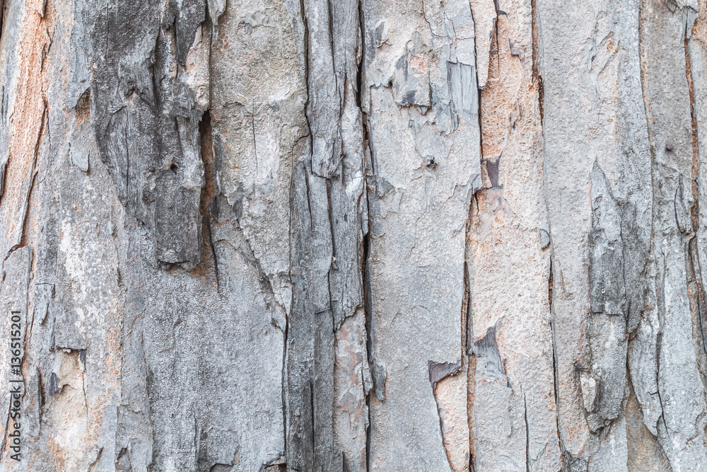 Old wood backgrounds texture Old wood backgrounds texture