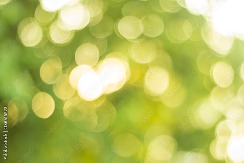 Obraz premium green nature bokeh background out of focus