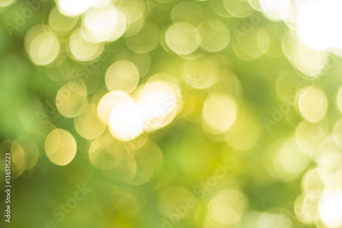 green nature bokeh background out of focus