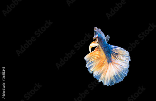 closeup beautiful small siam betta fish with isolate background