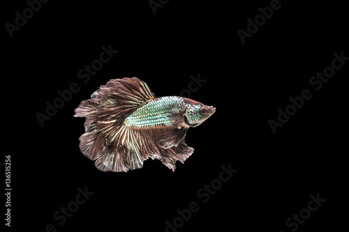 Fototapeta Naklejka Na Ścianę i Meble -  closeup beautiful small siam betta fish with isolate background