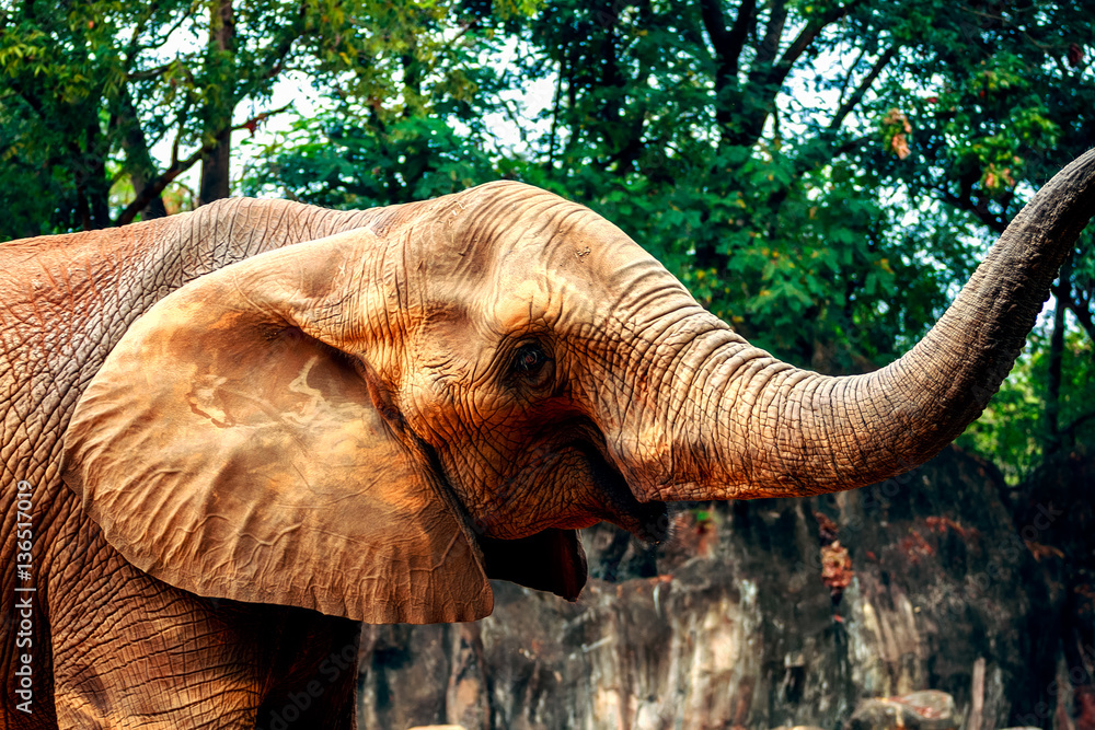 African elephants in zoo