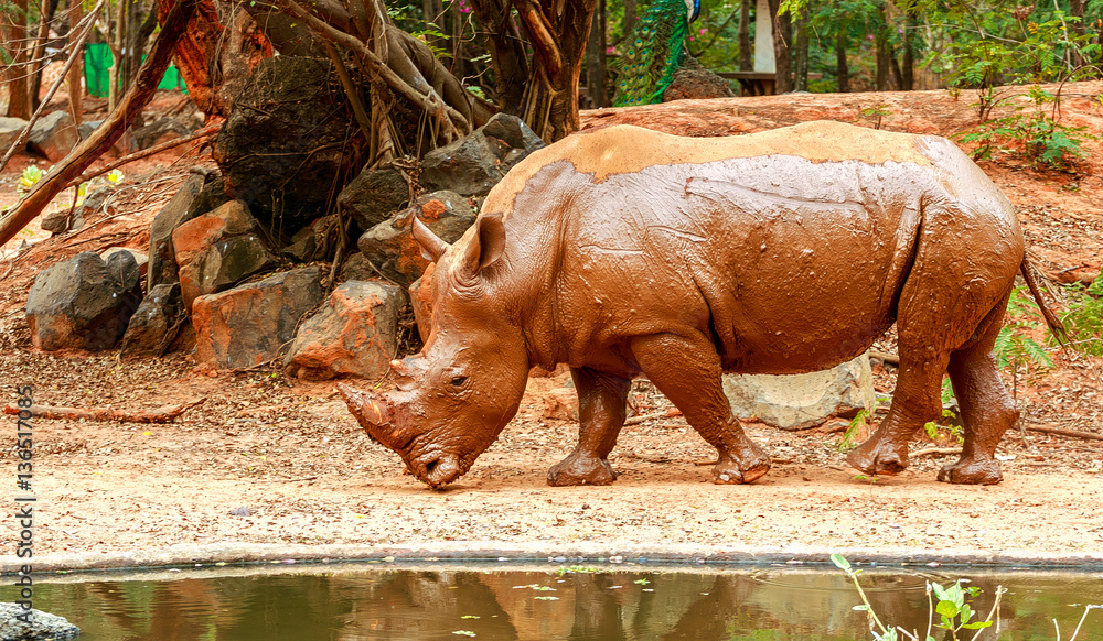 Rhinoceros walking in zoo